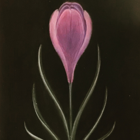 crocus