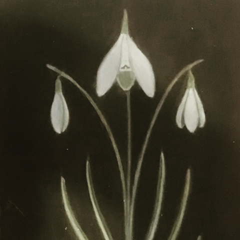 snowdrop