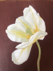 White tulip (sold)
