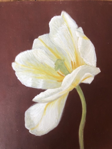 White tulip (sold)