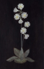 cowslip